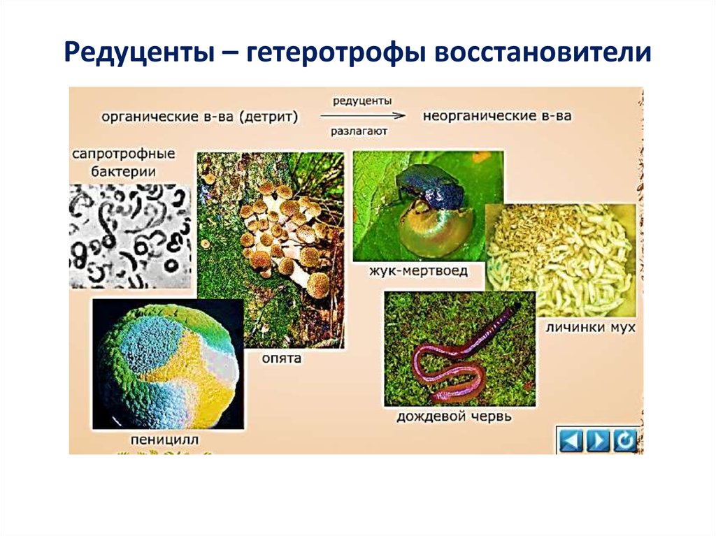 Продуценты разлагают минеральные вещества. Редуценты. Редуценты примеры. Организмы редуценты. Примеры организмов-редуцентов.