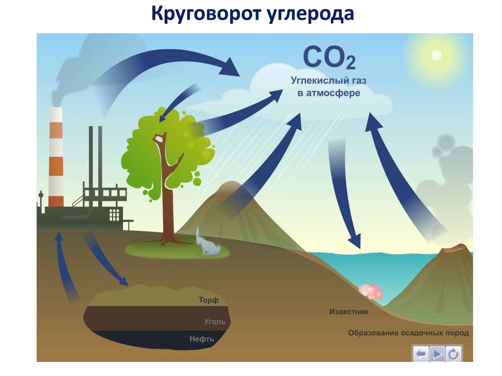Поступление кислорода в воду. Схема круговорота углекислого газа. Круговорот углерода в атмосфере схема. Круговорот углекислого газа в атмосфере. Круговорот со2 в природе схема.