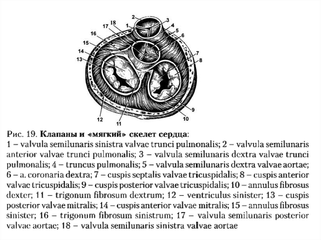Клапаны сердца рисунок. Фиброзный скелет и клапаны сердца. Фиброзные кольца клапанов сердца. Клапаны и мягкий скелет сердца. Фиброзный мягкий скелет сердца строение.