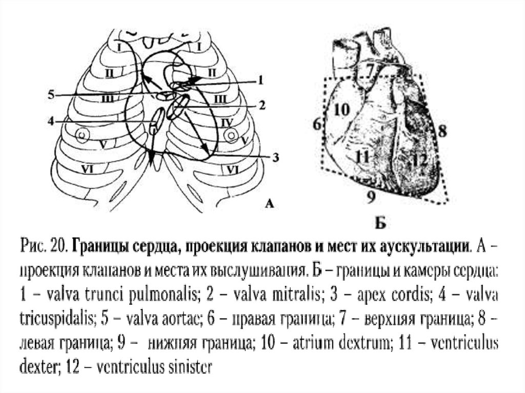 Проекция сердца на грудную. Топография клапанов сердца. Топографические границы сердца. Сердце границы сердца. Границы сердца анатомия.