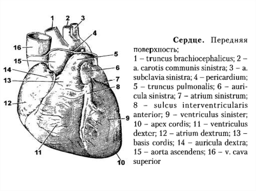 Составляющие сердца. Внешнее строение сердца анатомия рисунок. Внешнее строение сердца вид спереди. Грудинно-реберная (передняя) поверхность сердца. Сердце спереди анатомия.