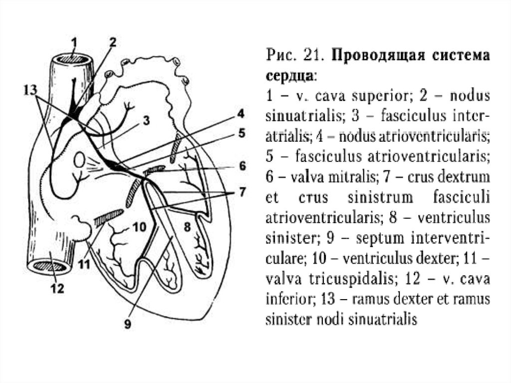 Проводящая система сердца схема