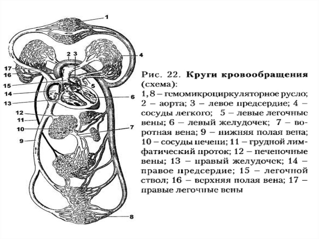 Большой круг кровообращения камера сердца