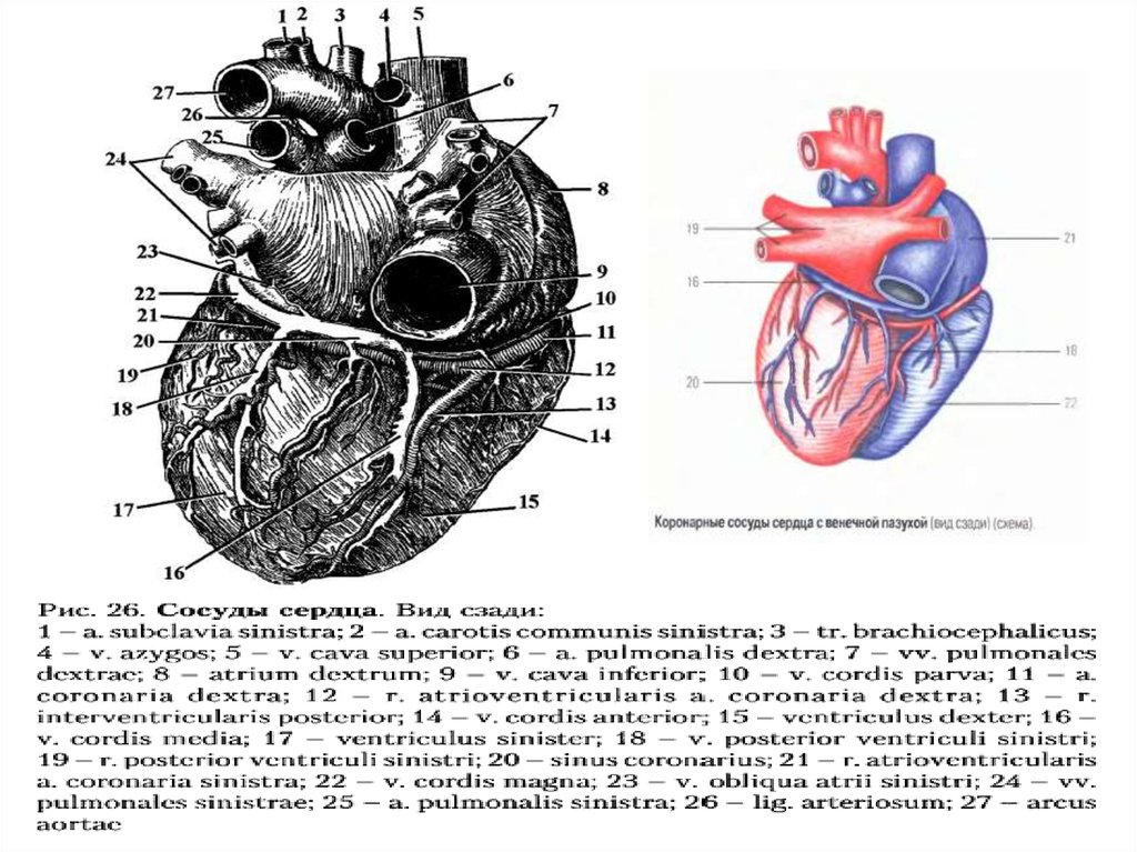 Какая структура сердца человека изображена на рисунке. Сосуды сердца спереди анатомия. Строение сердца, сосуды (артерии и вены). Коронарные артерии венечные вены. Сосуды сердца вид спереди.