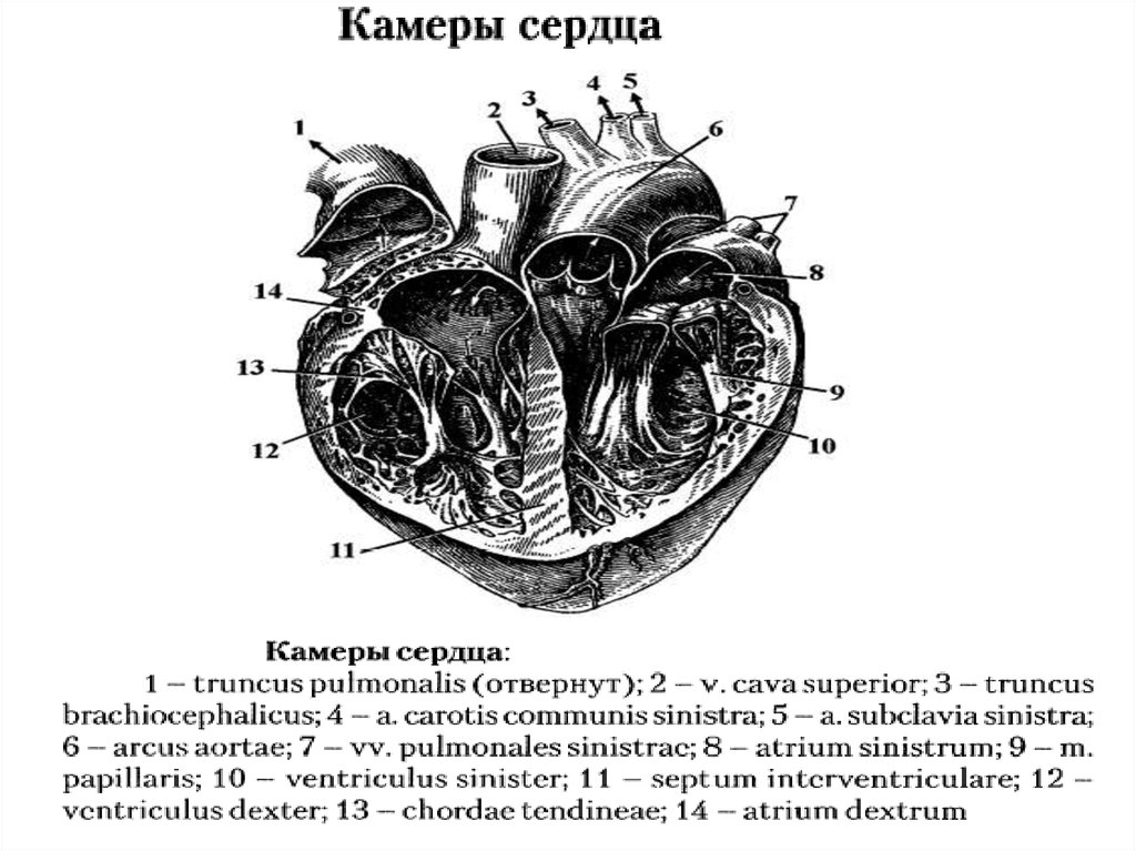 Строение сердца человека рисунок с подписями