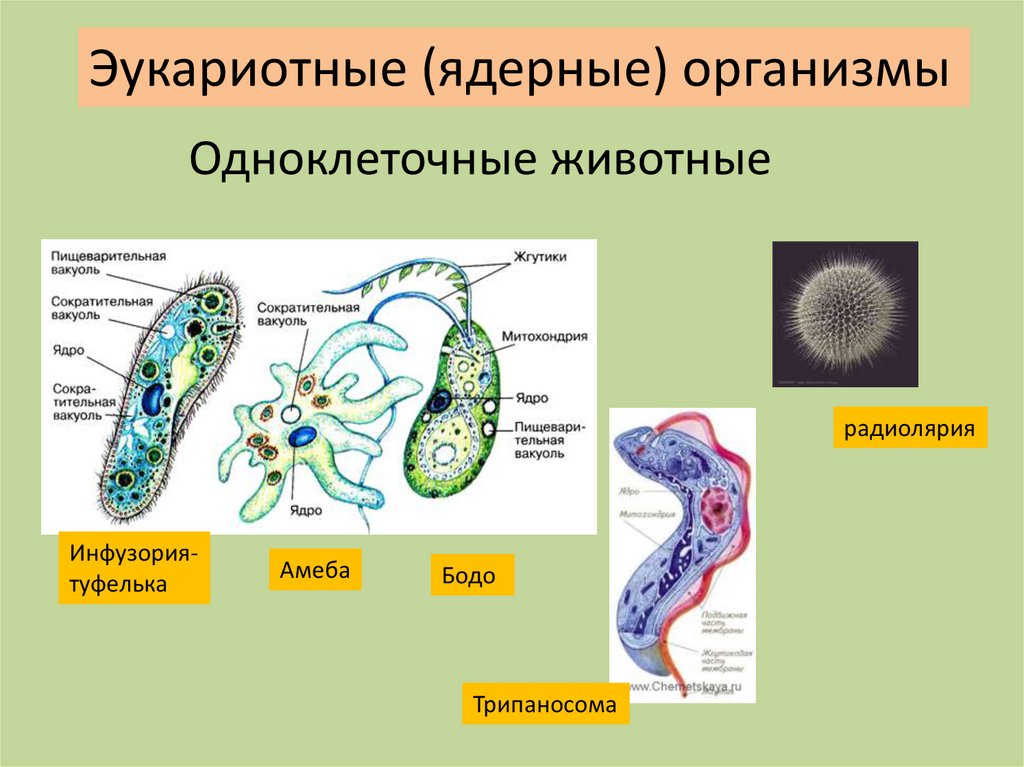 Одноклеточные организмы презентация