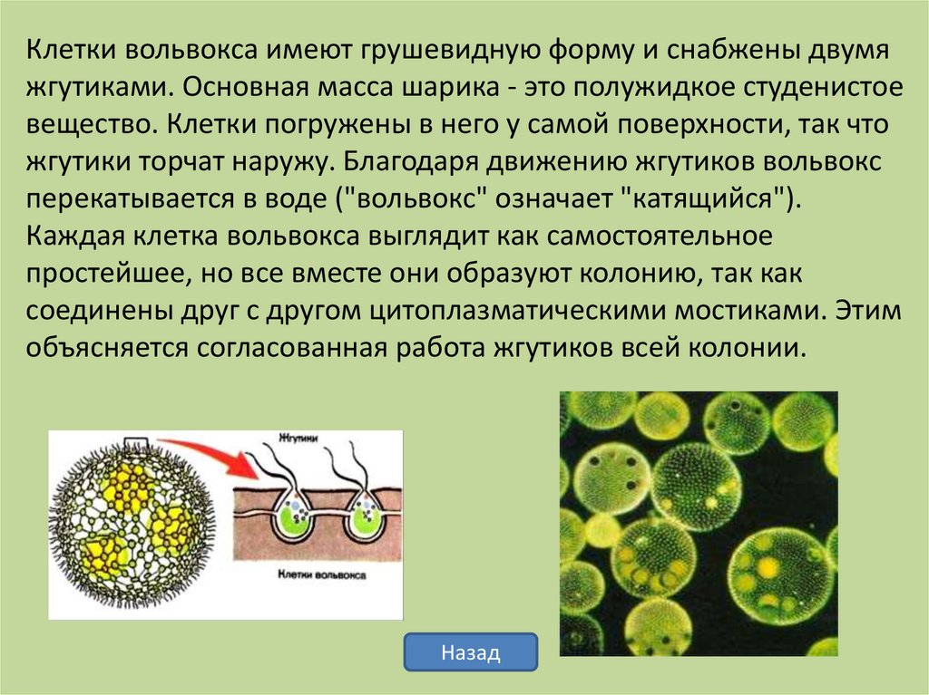 Изучите рисунок благодаря какому процессу образовалось такое многообразие изображенных организмов