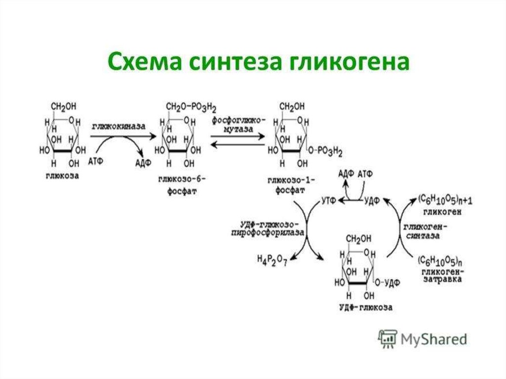 Глюкоген. Схема превращения гликогена в глюкозу. Схема реакций расщепления гликогена. Схема обмена гликогена биохимия. Схема распада гликогена до Глюкозы в печени.
