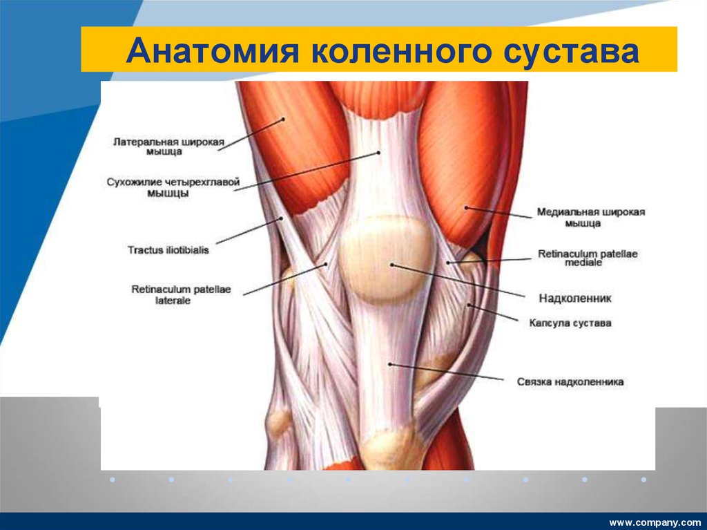 Как устроено колено. Коленный сустав связки и сухожилия анатомия. Коленный сустав мышцы сбоку. Коленный сустав связки и сухожилия и мышцы анатомия.