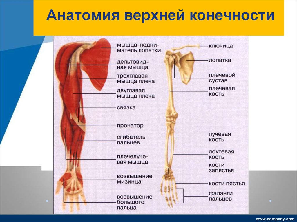 Анатомия кости верхней конечности. Строение пояса верхних конечностей анатомия. Кости пояса верхней конечности. Верхняя конечность анатомия. Верхние конечности человека анатомия.