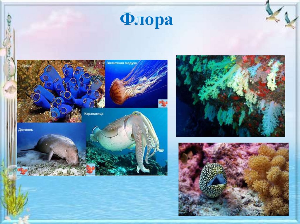 Органический мир примеры. Животные и растения океана. Органический мир морей и океанов. Органический мир океанов.