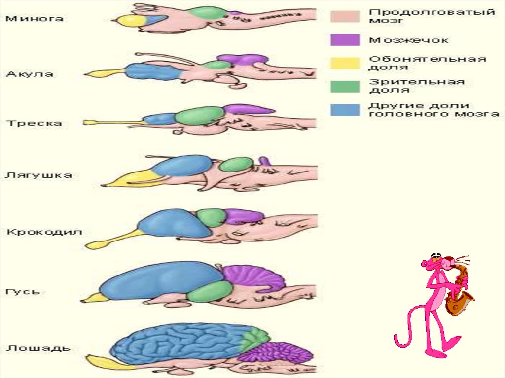 Жизнедеятельность позвоночных животных. Эволюция дыхательной системы позвоночных. Филогенез дыхательной системы таблица. Филогенез дельфина. Филогенез тюлень.