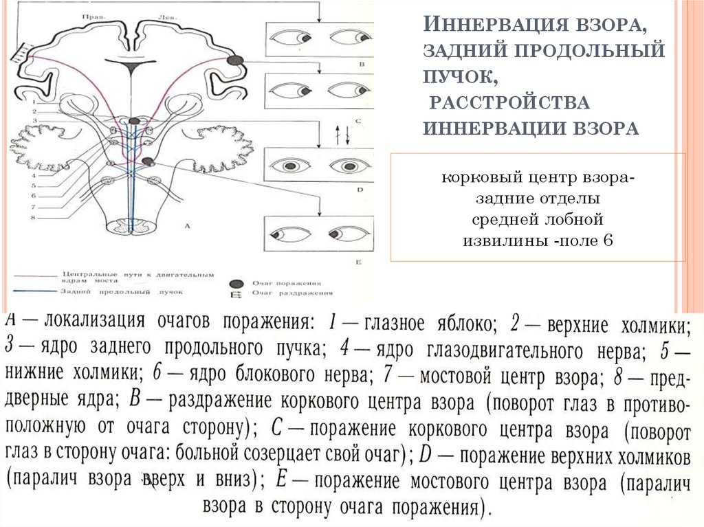 Схема иннервации корешков