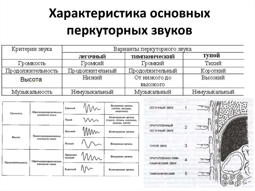 Перкуссия легких сравнительная и топографическая