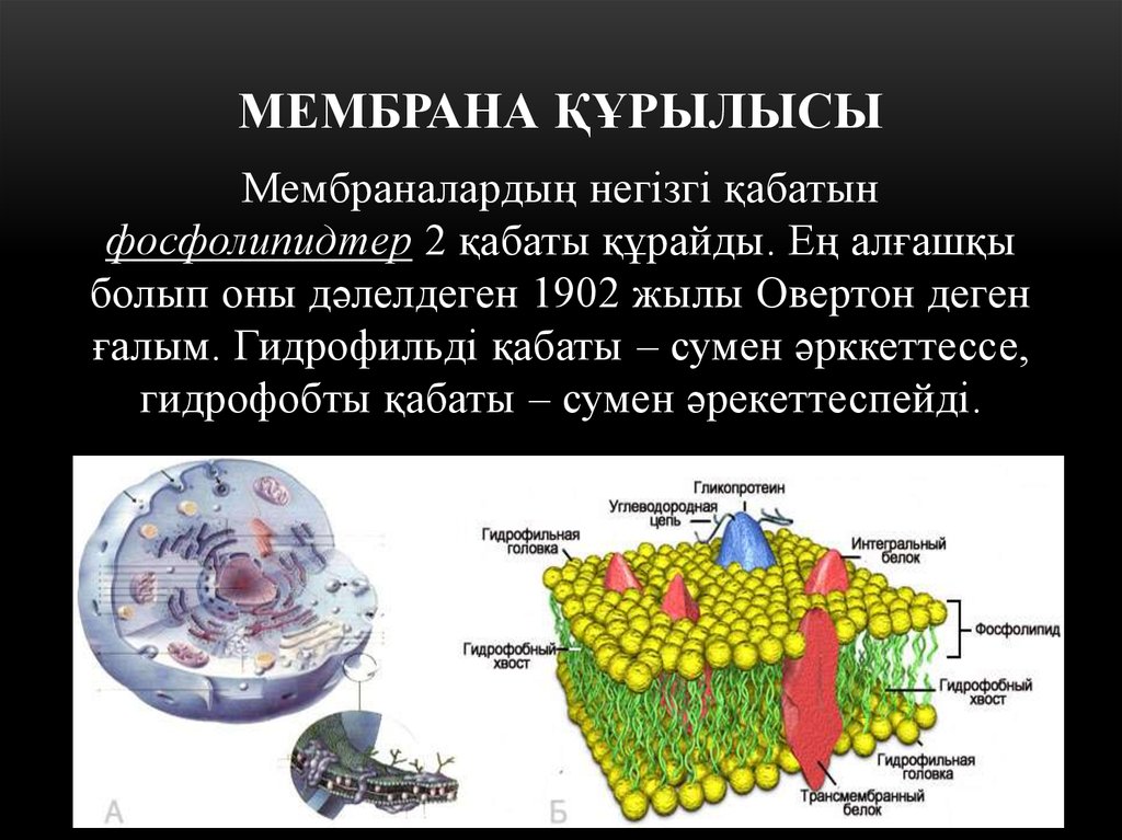 Мембраналық рецепторлар арқылы гормондық сигналдардың берілуі