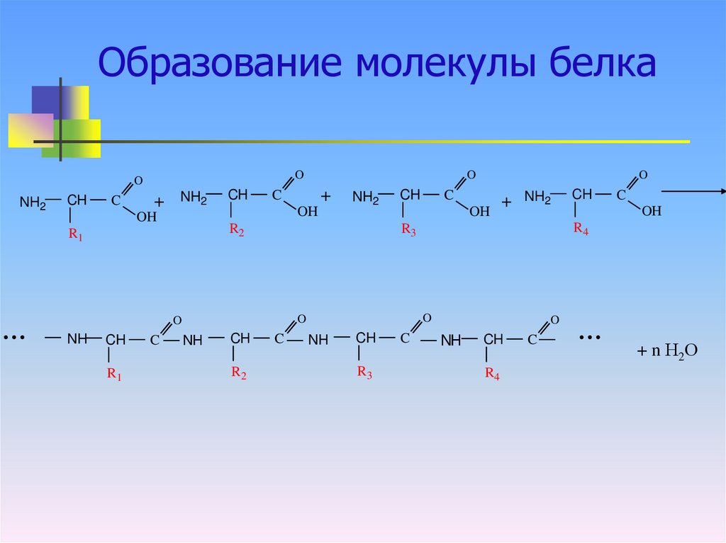 Молекулы белков размер