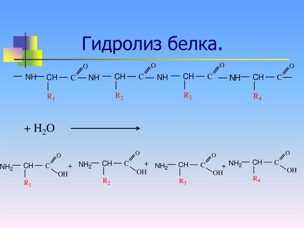 Какие вещества образуются при гидролизе белка. Кислотный гидролиз белков. Гидролиз белка реакция.