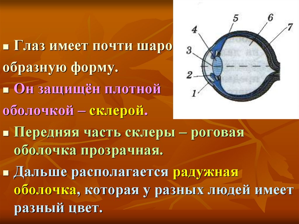 Презентация по физике на тему глаз и зрение