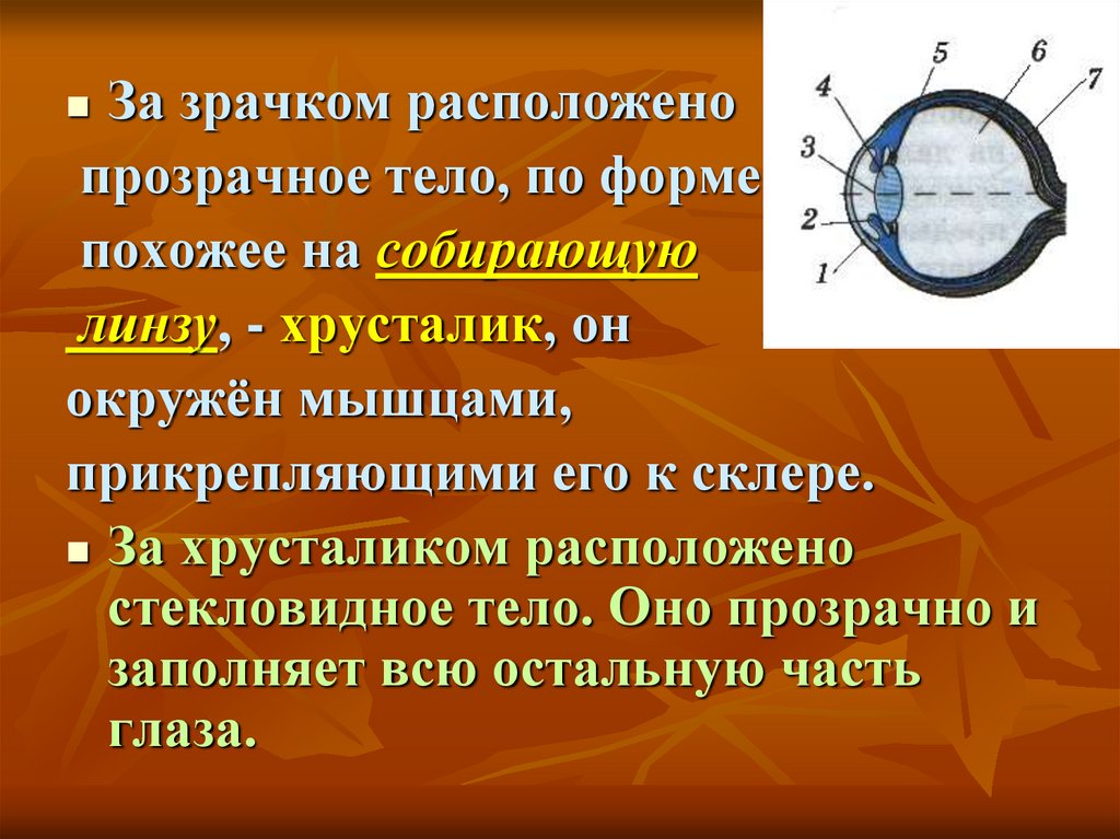 Презентация по физике по теме глаз