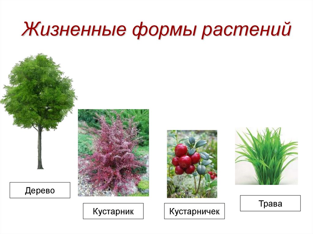 К какому классу вероятнее всего. Жизненные жизненные формы растений. Жизненные формы растений травы. Что такое жизненная форма растений в биологии. Жизненные формы растений деревья.