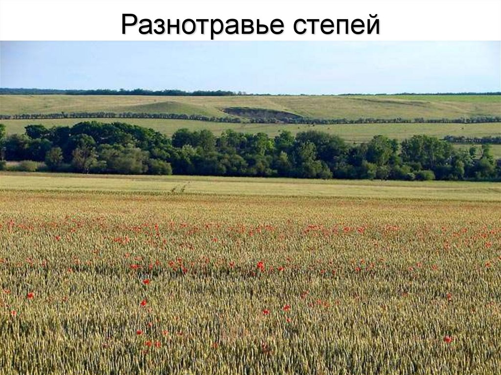 Разнотравье степей