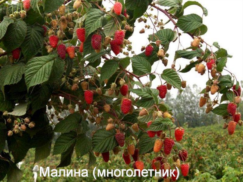 Малина (многолетник)