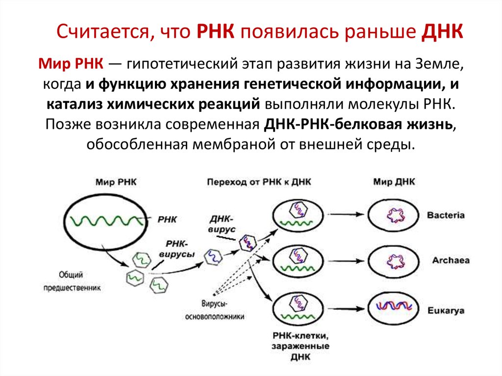 Содержат рнк геном. 16s РНК генетическая идентификация. Схема образования ДНК. Процесс образования РНК.