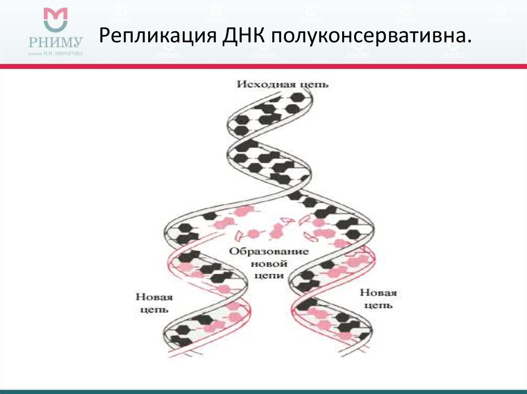 Цепочка образования