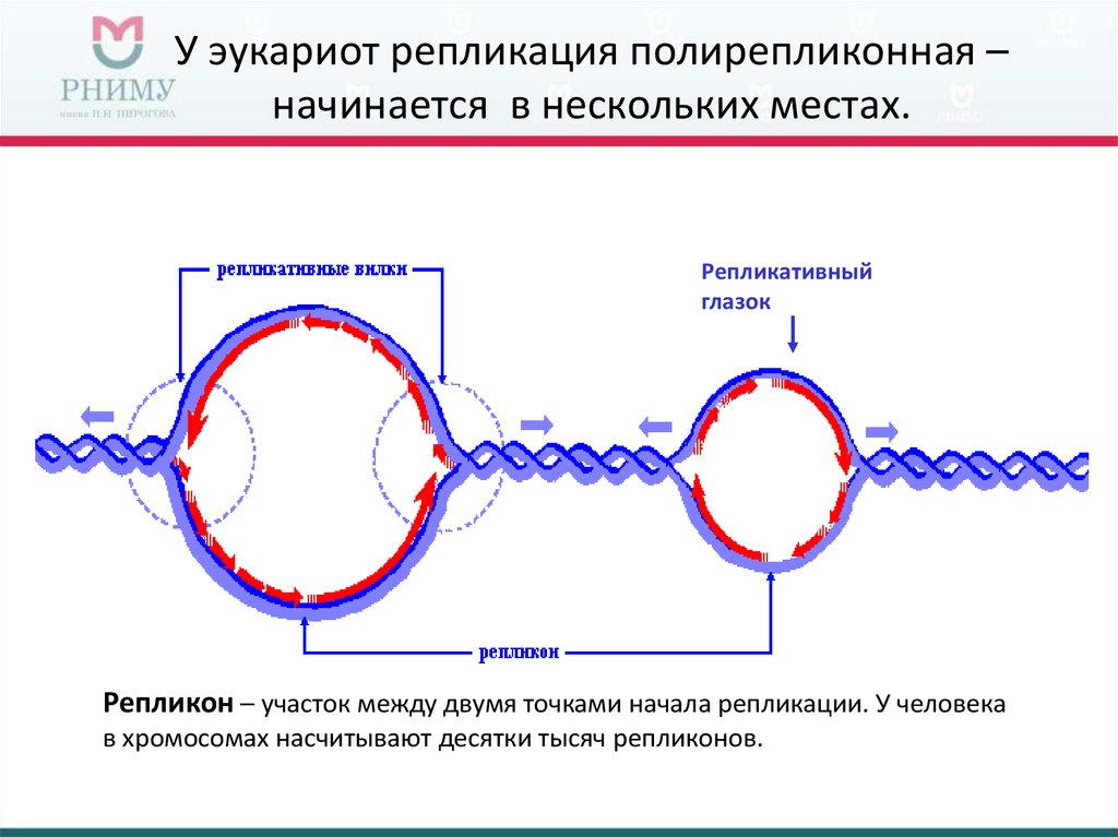 Днк кольцевая расположена. Репликация ДНК У прокариот схема. Схема репликации эукариот. Процесс репликации у прокариот.