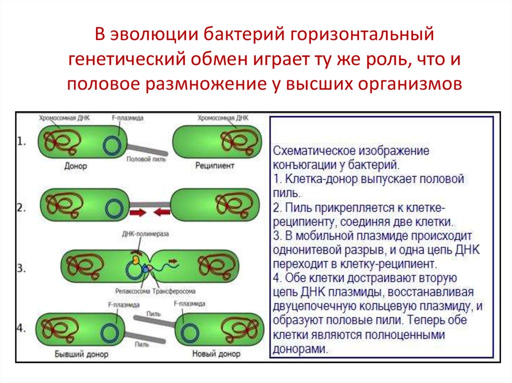 Процесс происходящий у бактерий. Половые процессы бактерий. Половое размножение бактерий. Половой процесс бактерий конъюгация. Половое размножение бактерий конъюгация.