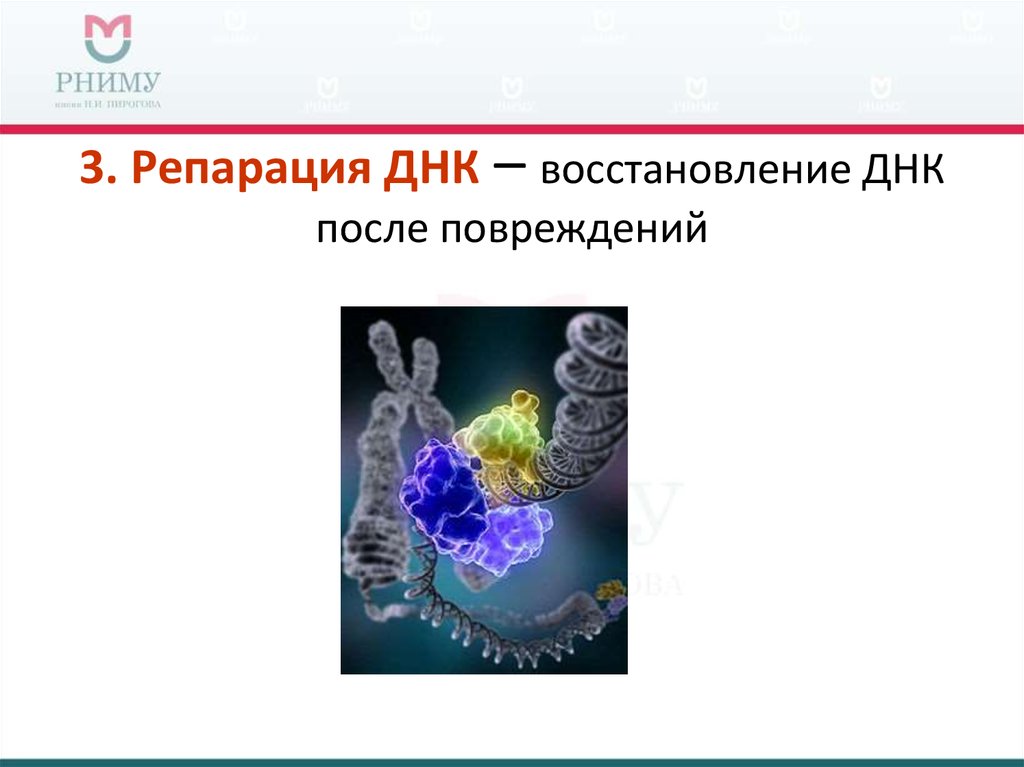 После днк. Восстановление ДНК. Генетическая регенерация. Регенерация и восстановление ДНК. Восстановление ДНК человека.