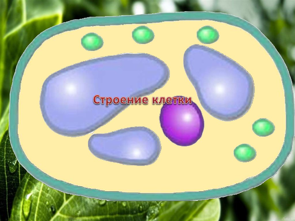 Презентация по теме строение клетки 5 класс