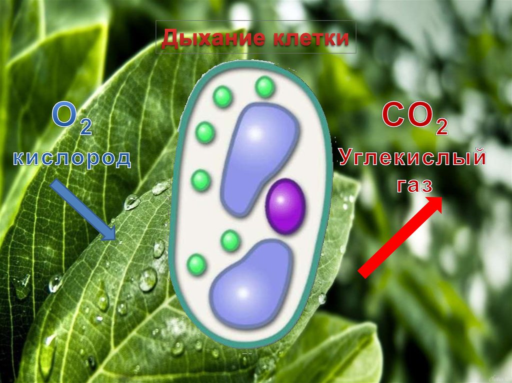 Все живые клетки растения активно поглощают кислород. Дыхание клетки. Дыхание клетки растений. Растения и кислород.