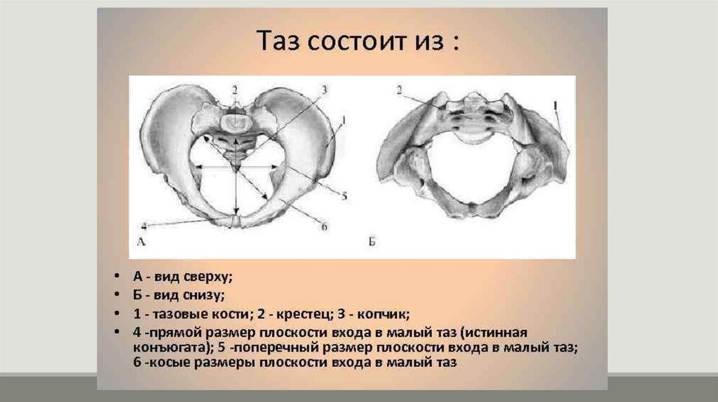Как называется орган человека обозначенный на рисунке буквой а тазовая кость