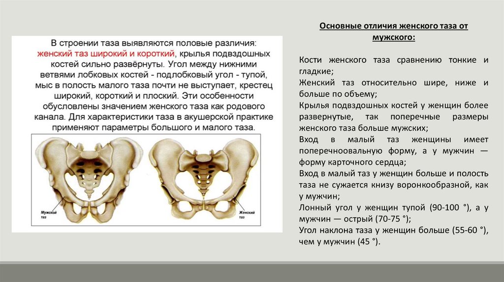 Показать малый таз у женщины