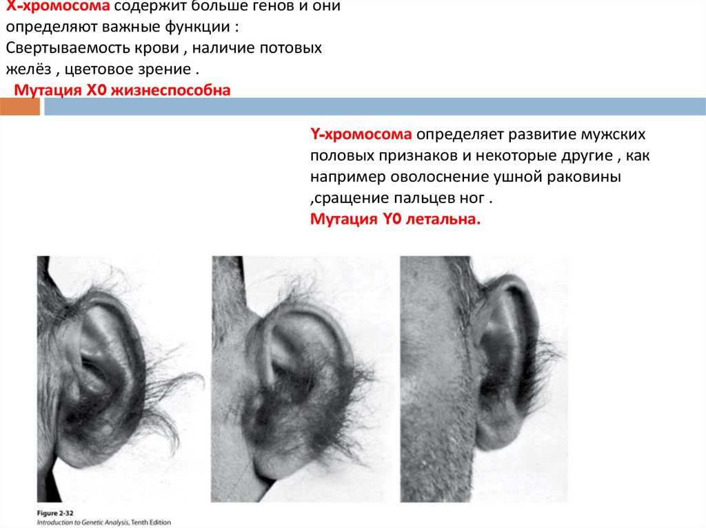 Генетическое определение пола презентация 10 класс