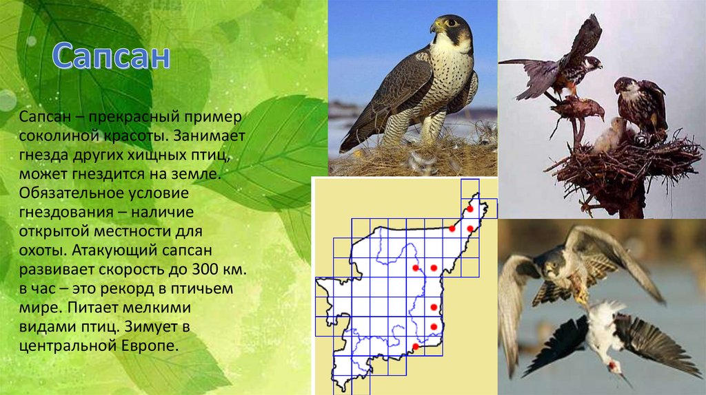 Птицы Республики Коми Фото И Названия