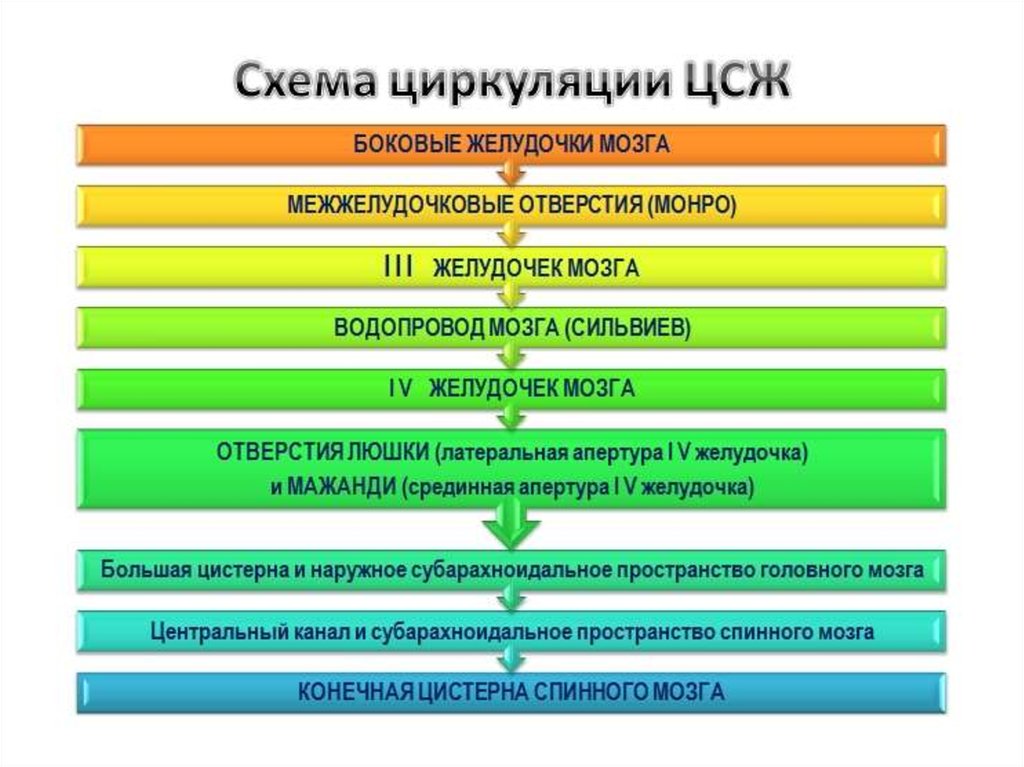 Циркуляция ликвора в головном мозге схема