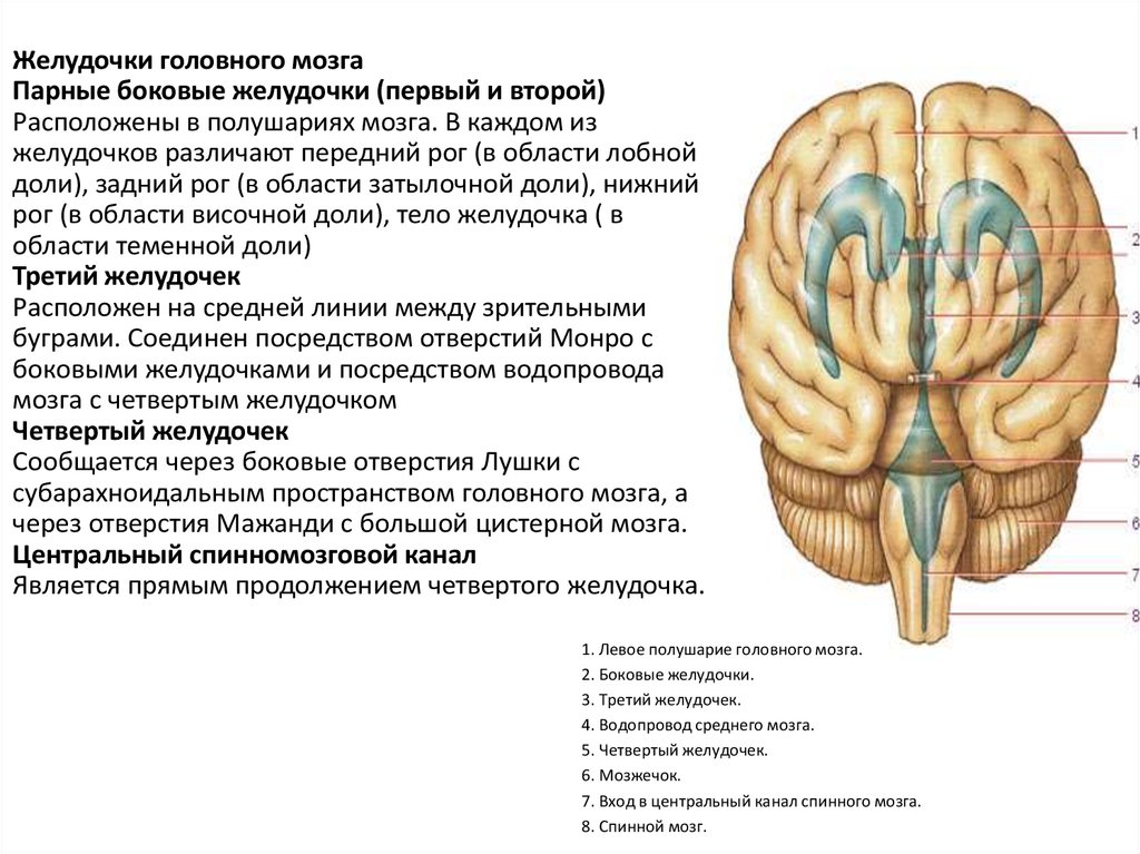 Правый желудочек головного. Четвёртый желудочек головного мозга анатомия. Ликвор в желудочках мозга. Отверстия Монро боковых желудочков. Отток ликвора в головном мозге.