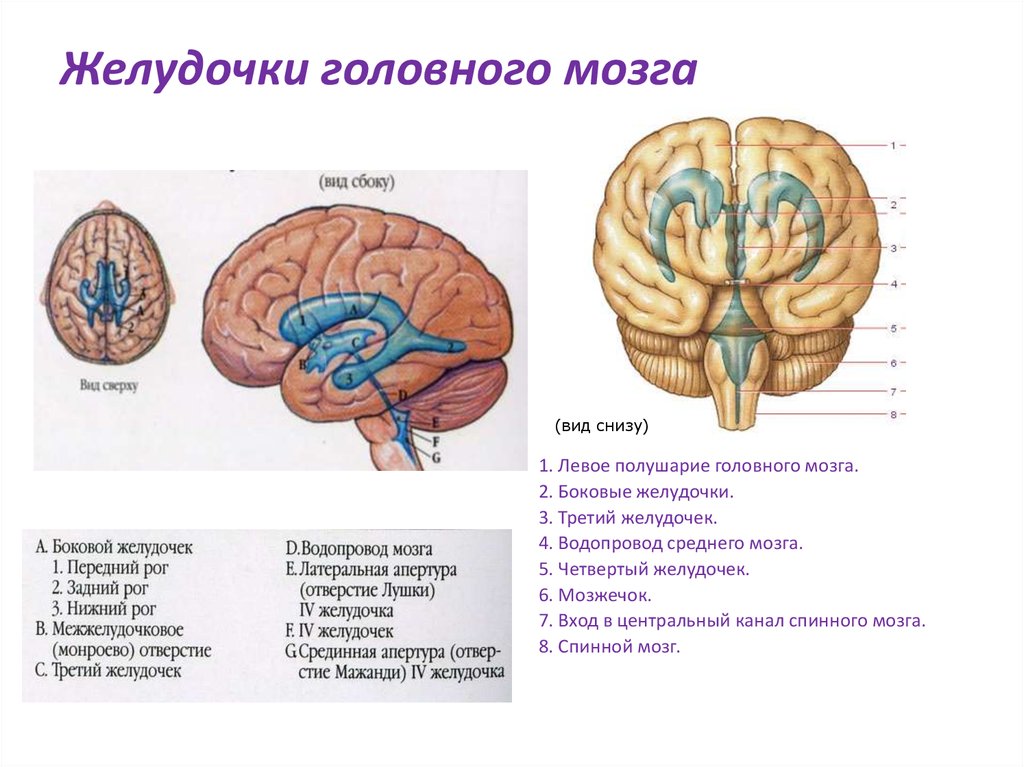 Желудочки среднего мозга