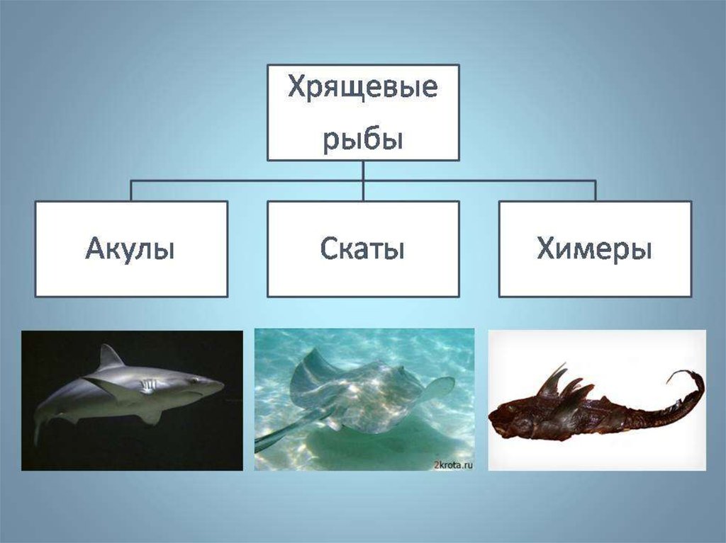 Многообразие рыб презентация