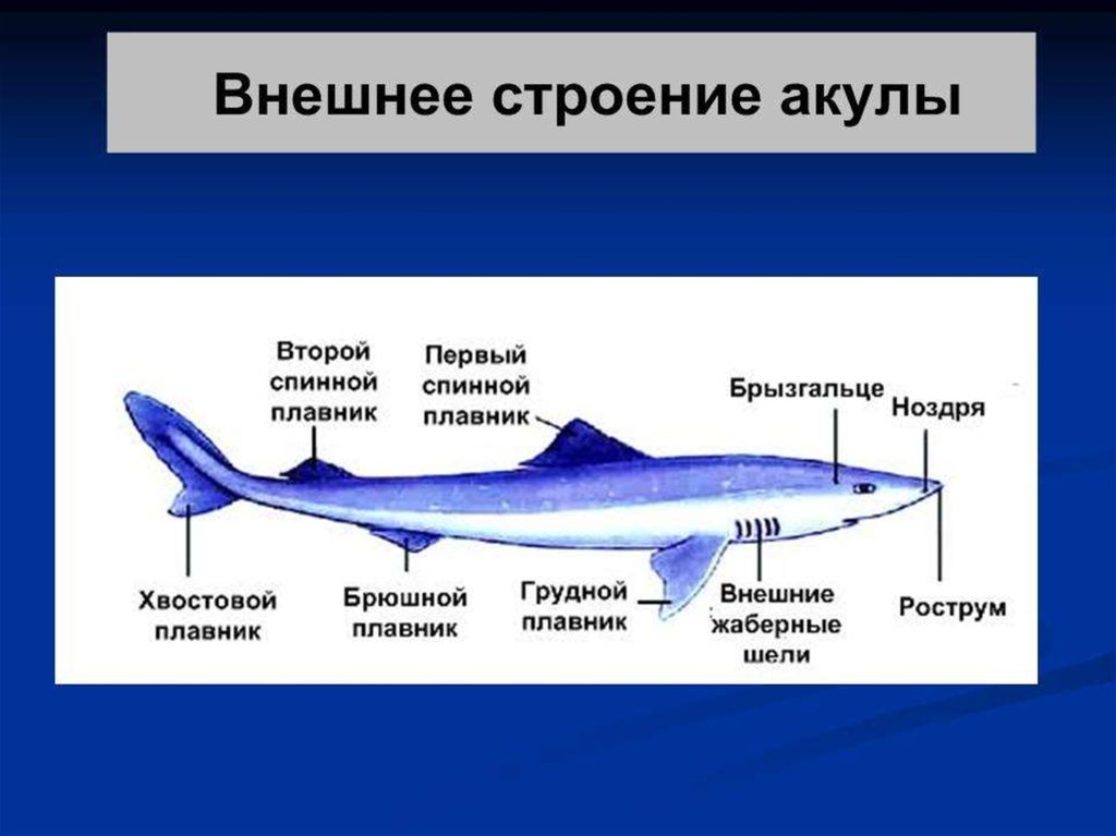 Акулы хрящевые рыбы презентация