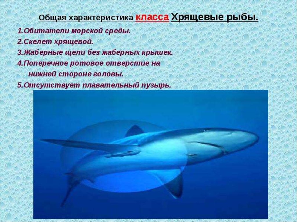 Хрящевые рыбы презентация