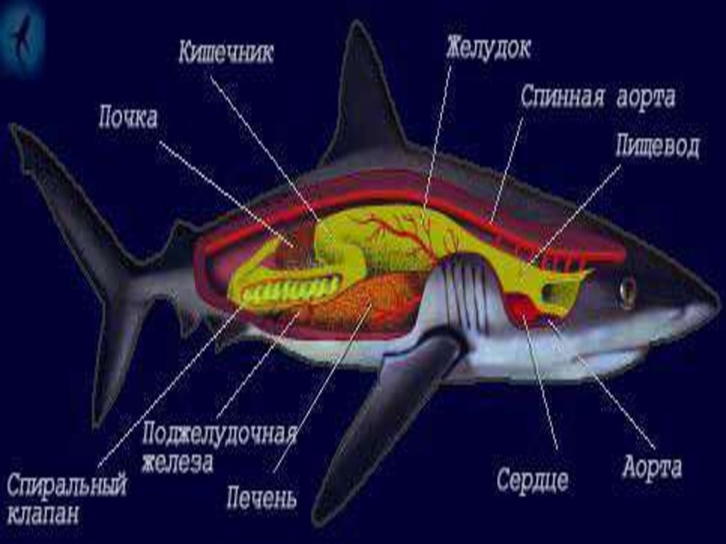 Внутреннее строение акулы рисунок с подписями