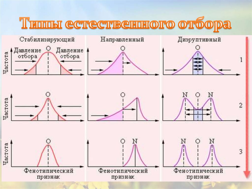 Рассмотрите схему проявления естественного отбора определите вид естественного отбора