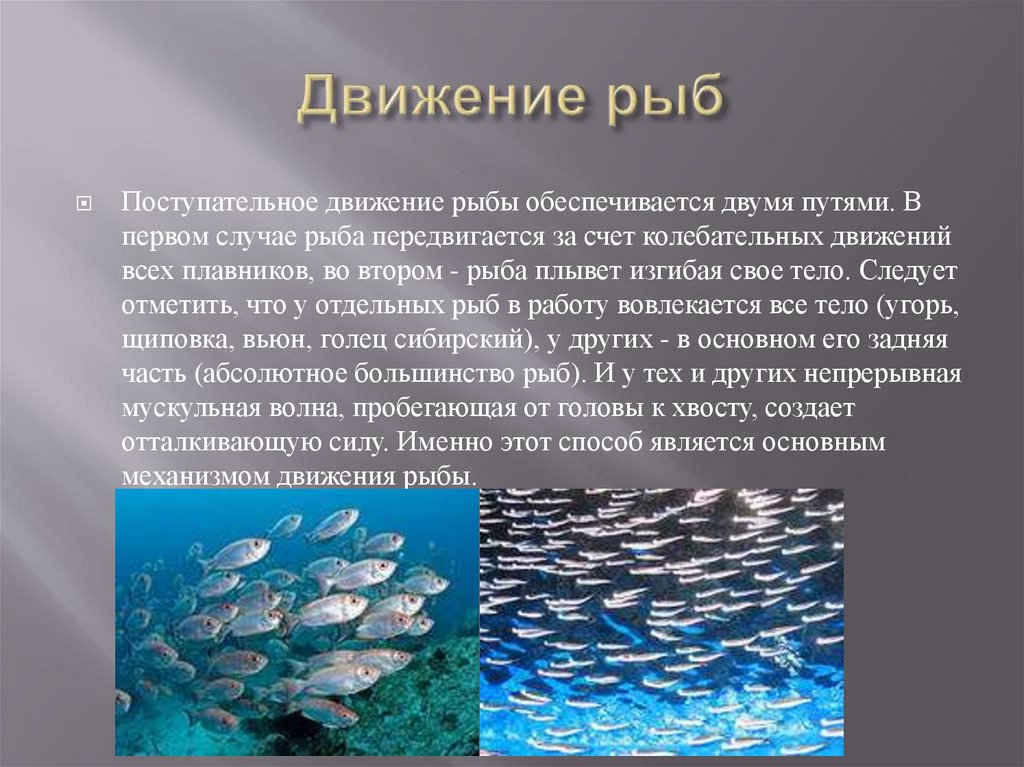 Какая вода нужна рыбам. Движение рыб. Способы движения рыб. Передвижение рыб. Передвижение рыбы в воде.