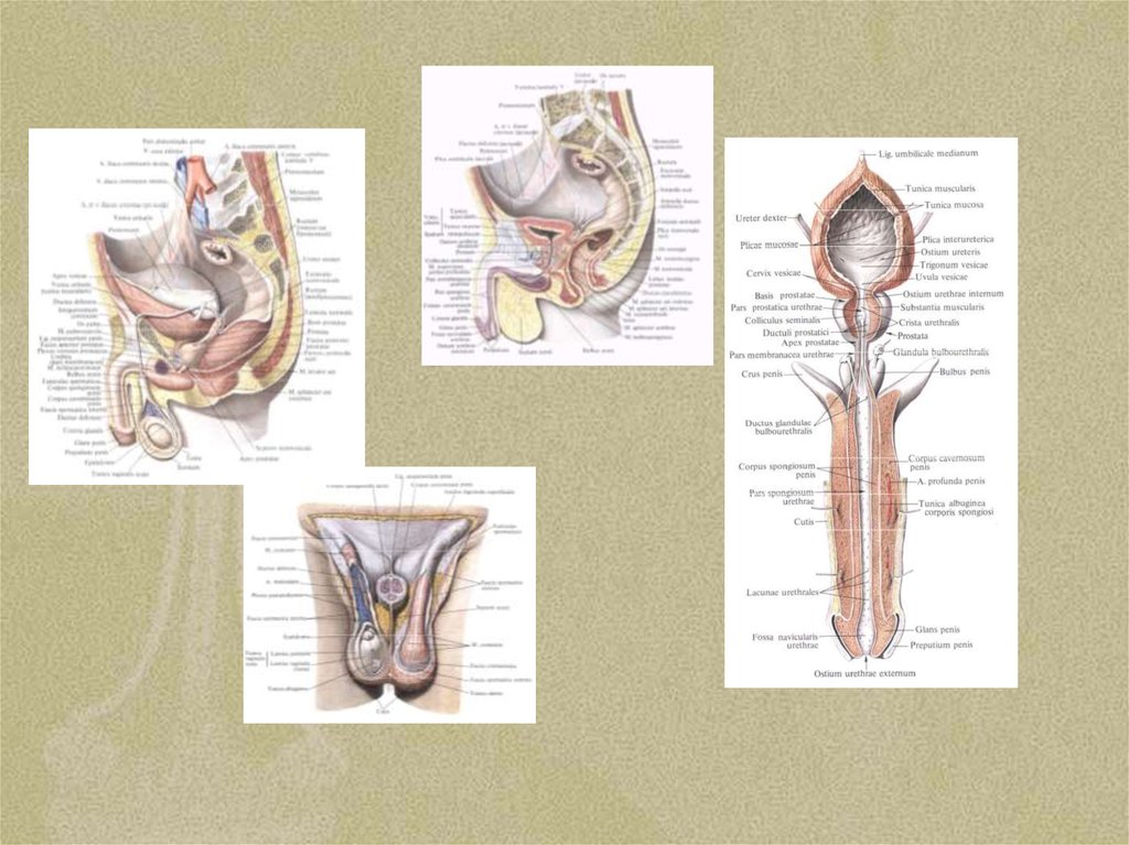 Мочеполовая система у мужчин фото