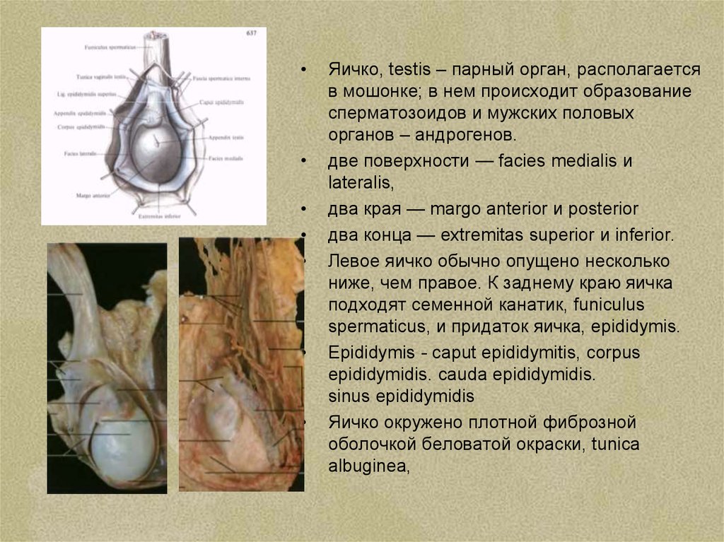 Яичко в разрезе. Поверхности яичка. Края и поверхности яичка. Структура яичка. Яичко анатомия.