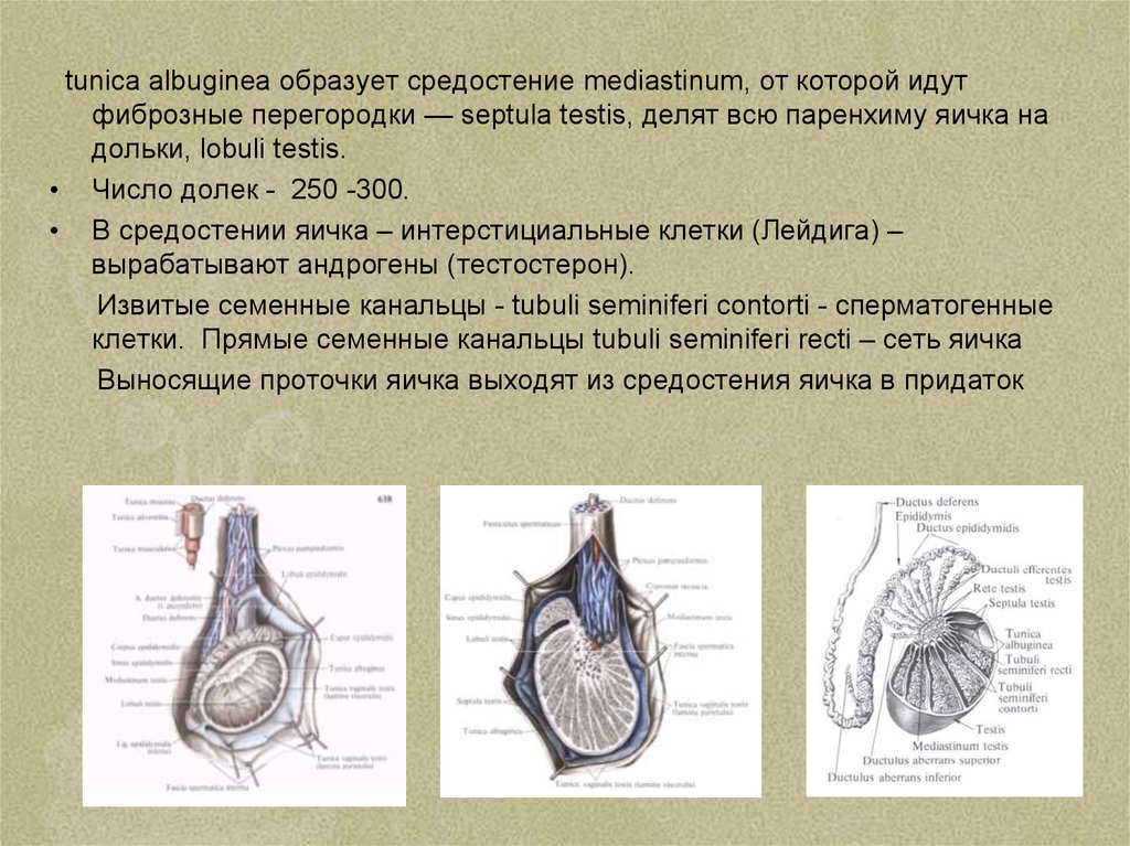 Паренхима семенника. Средостение яичка образовано. Tunica albuginea яичка. Средостение яичка анатомия. Фиброзные перегородки яичка.