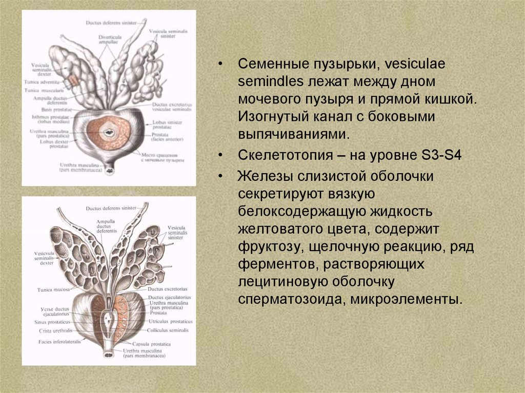 Гигиена мочеполовой системы презентация